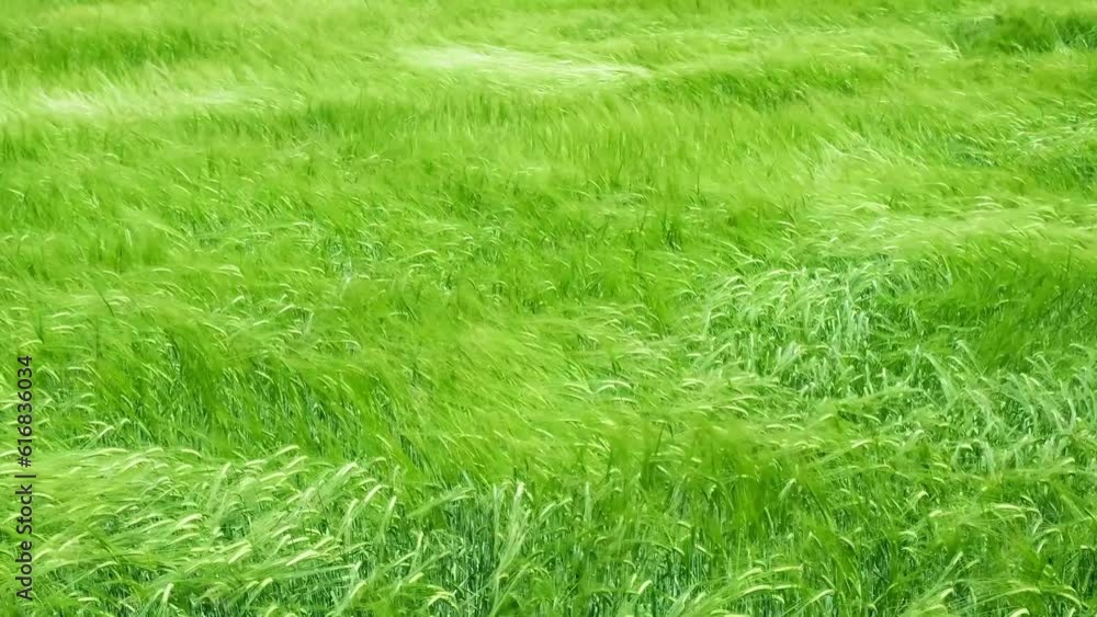 Green agricultural wheat field close up. Top-down view over a green wheat field. Spikelets of ripe wheat slowly sway in the wind Green agricultural wheat field close up. Top-down view over a green wheat field. Spikelets of ripe wheat slowly sway in the wind