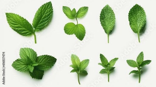 Various shades of green leaves on a clean white background