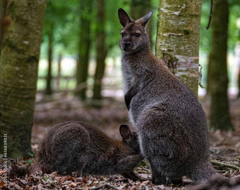 Naklejka premium Wallaby cub suckling with her mother at Hoenderdaell zoo in Anna Paulowna, Noord holland (noord-holland), the Netherlands
