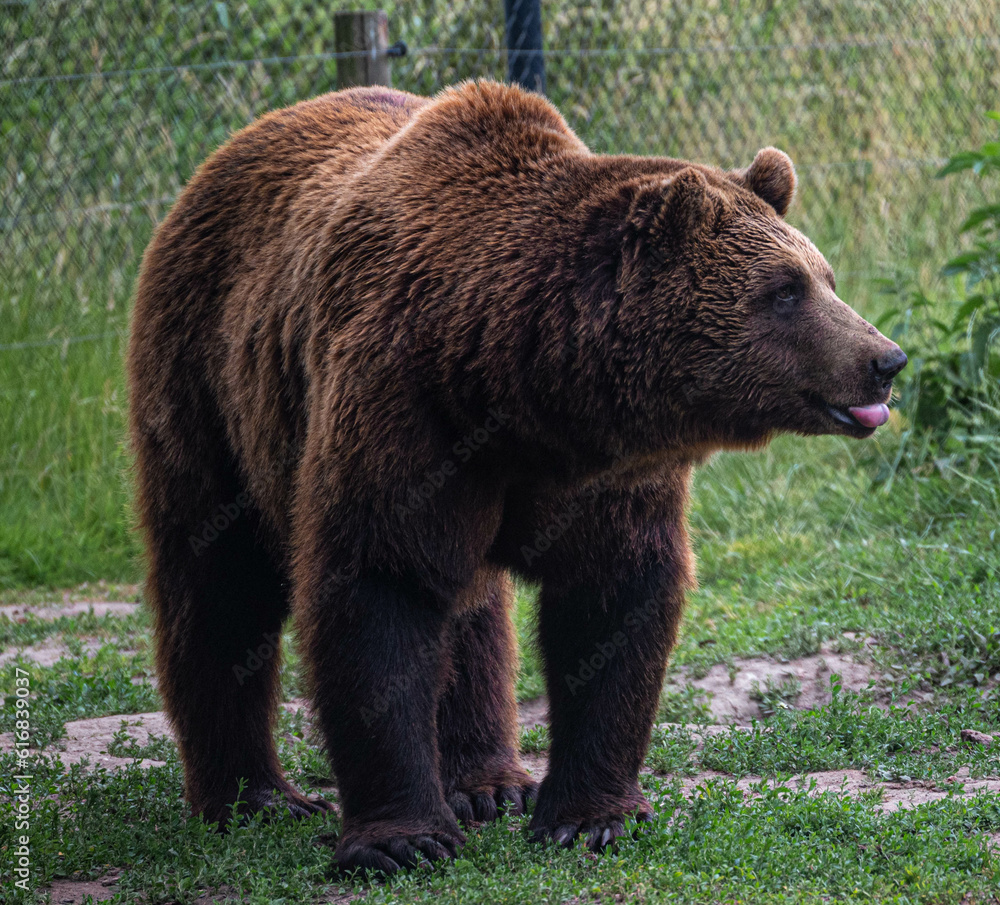 Beautiful funny brown bear sticking out his tongue at Hoenderdaell zoo in Anna Paulowna, Noord holland (noord-holland), the Netherlands