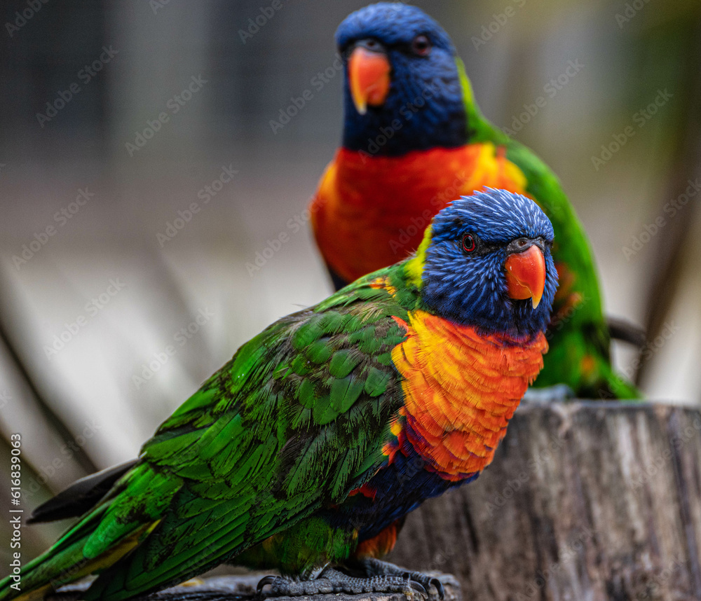 Beautiful multi colored lorikeet birds sitting on a tree stump at Hoenderdaell zoo in Anna Paulowna, North holland (noord-holland), the Netherlands