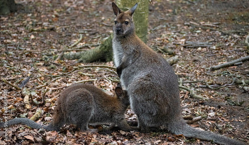 Wallaby cub suckling with her mother at Hoenderdaell zoo in Anna Paulowna, Noord holland (noord-holland), the Netherlands