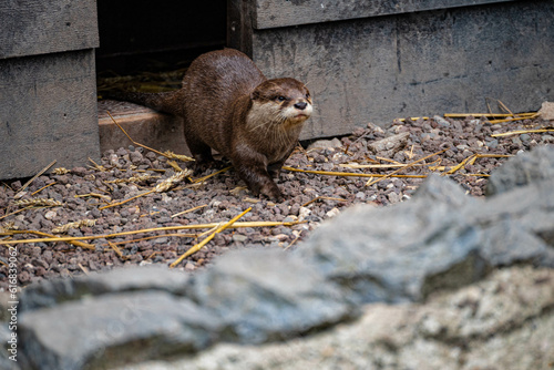 Otter walking out of his wooden hutch in Hoenderdaell zoo in Anna Paulowna, north (noord) holland, the Netherlands photo