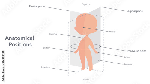 Anatomical positions of the human body vector illustration diagram