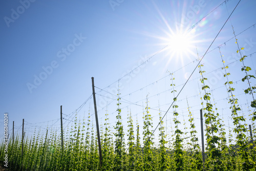 Hopfengarten in Sommersonne
