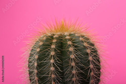 Beautiful green cactus on pink background  closeup. Tropical plant