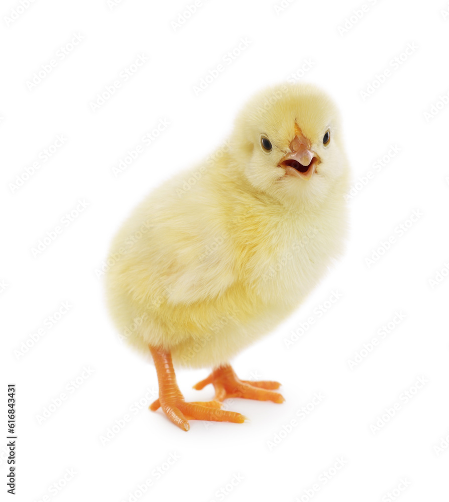 Cute fluffy baby chicken on white background Cute fluffy baby chicken on white background