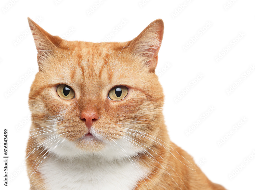 Obraz premium Cute ginger cat on white background. Adorable pet