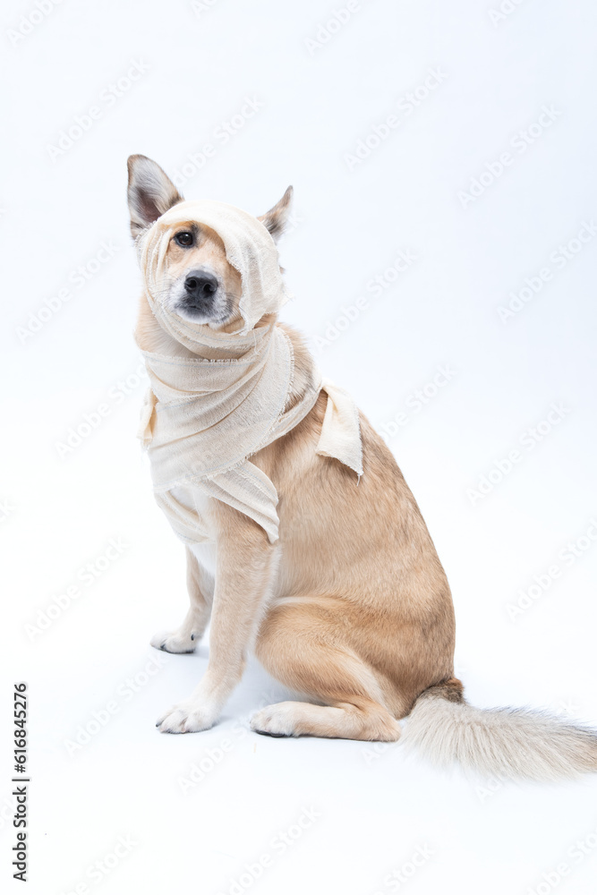 cachorro fantasiado de mumia para halloween cachorro fantasiado de mumia para halloween