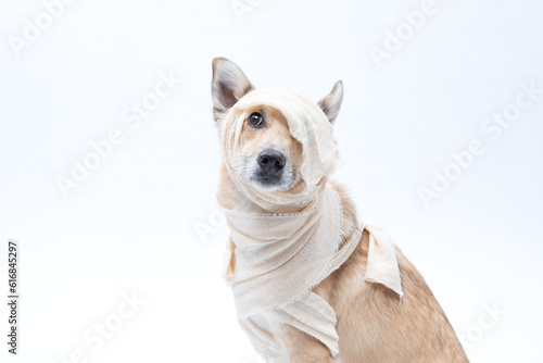 cachorro fantasiado de mumia para halloween