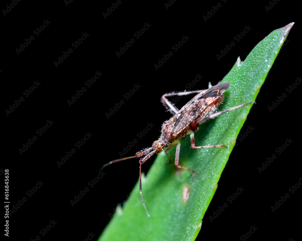 The four-spurred assassin bug, is a species of assassin bug, found in Caribbean and North america. The four-spurred assassin bug, is a species of assassin bug, found in Caribbean and North america.