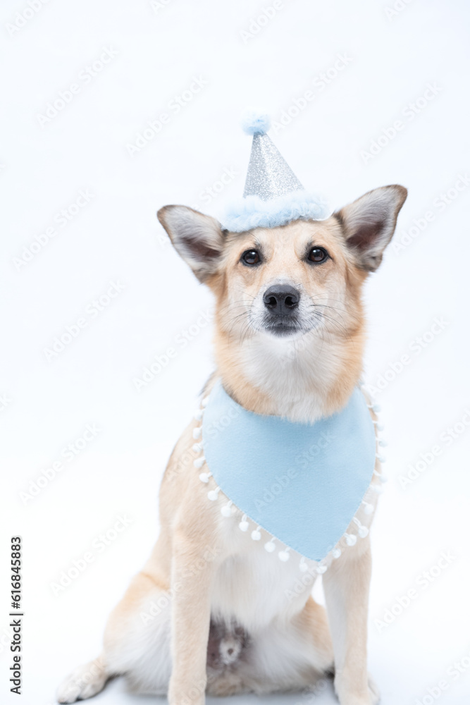 cachorro celebrando o aniversário com chapéu de parabens