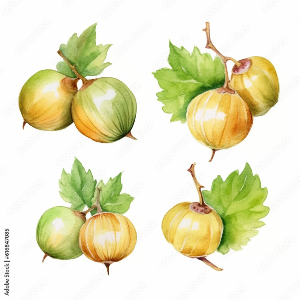 Watercolor painting of a gooseberry.
