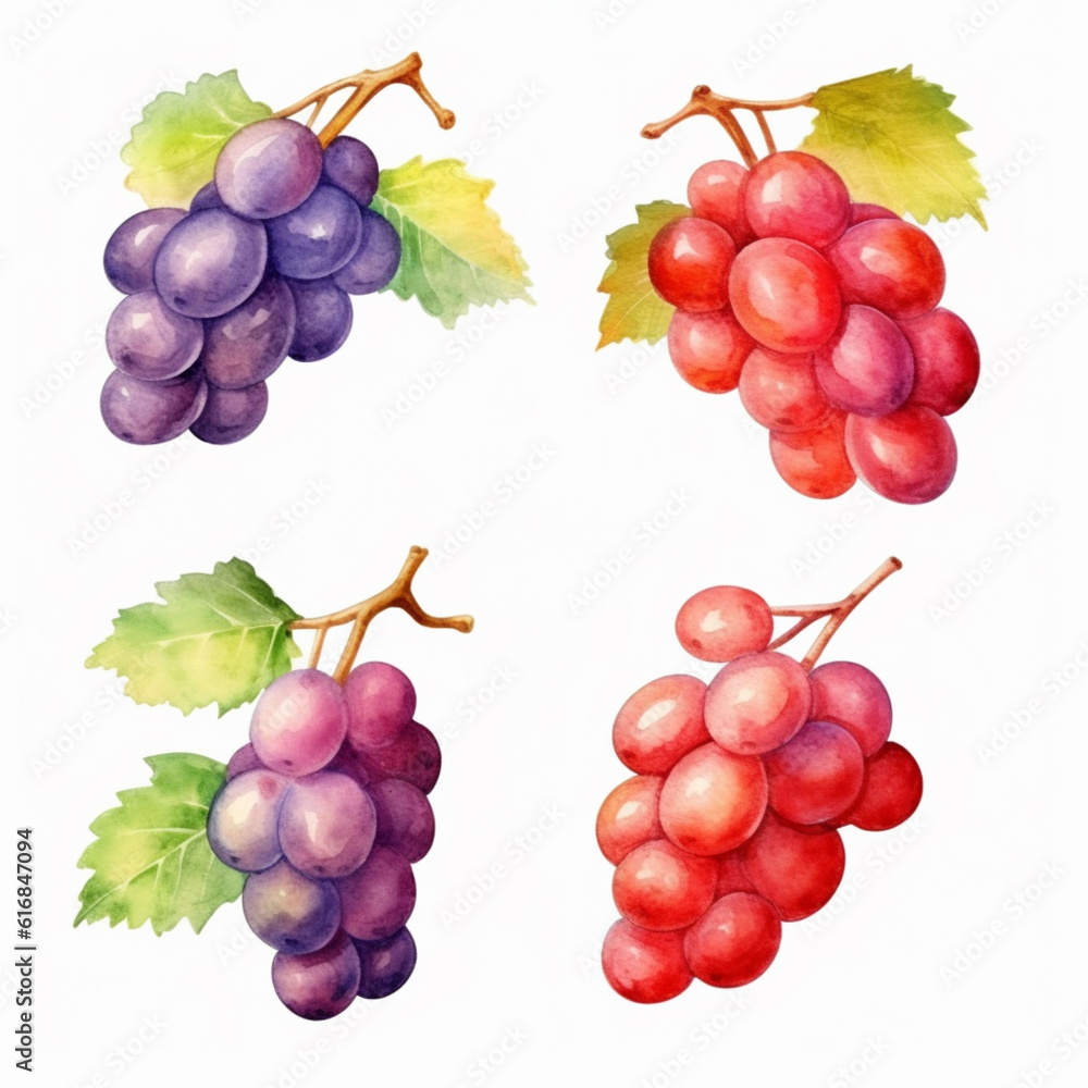 Watercolor illustration of grapes. Watercolor illustration of grapes.