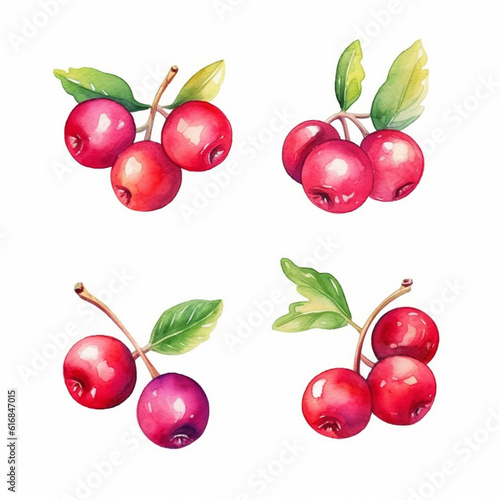 Watercolor illustration of a cranberry.