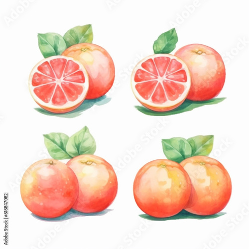 Grapefruit in a watercolor illustration.