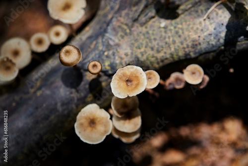  Mushrooms on a tree trunk in forest