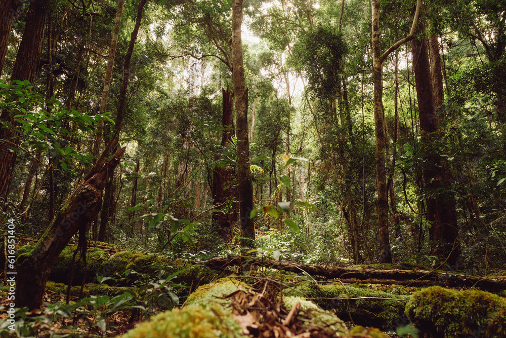 Rainforest on Fraser Island
