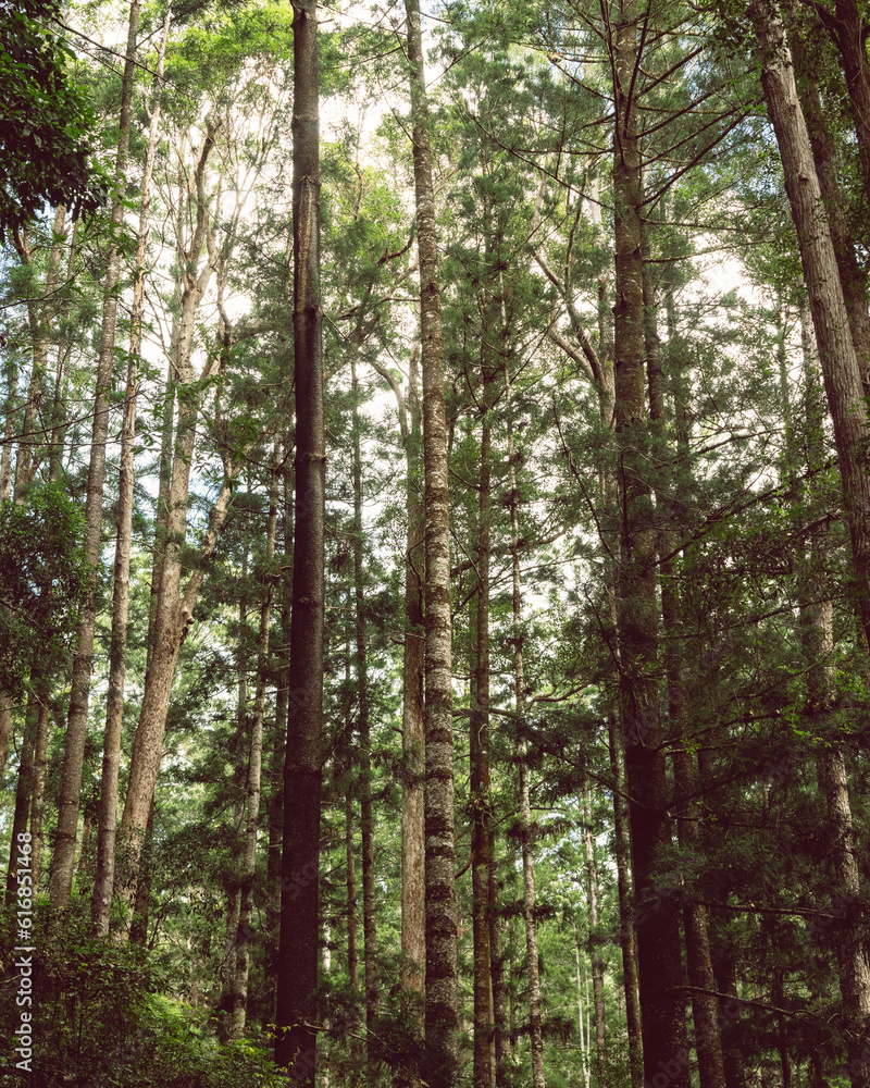 Rainforest on Fraser Island Rainforest on Fraser Island