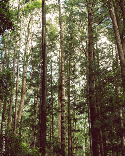 Rainforest on Fraser Island © Capturedbykeeleigh