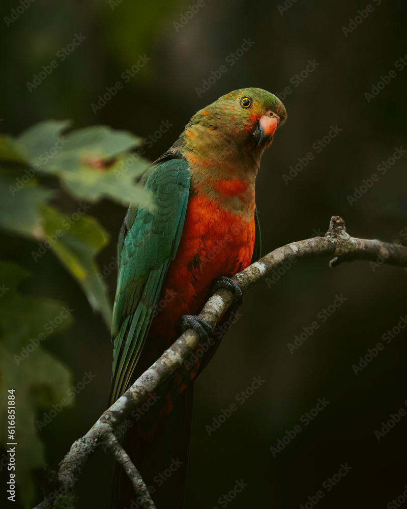 King Parrot Female sitting on a branch looking at the camera