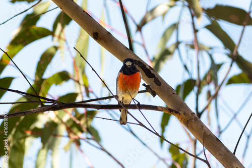 Flame Robbin Perched on a branch