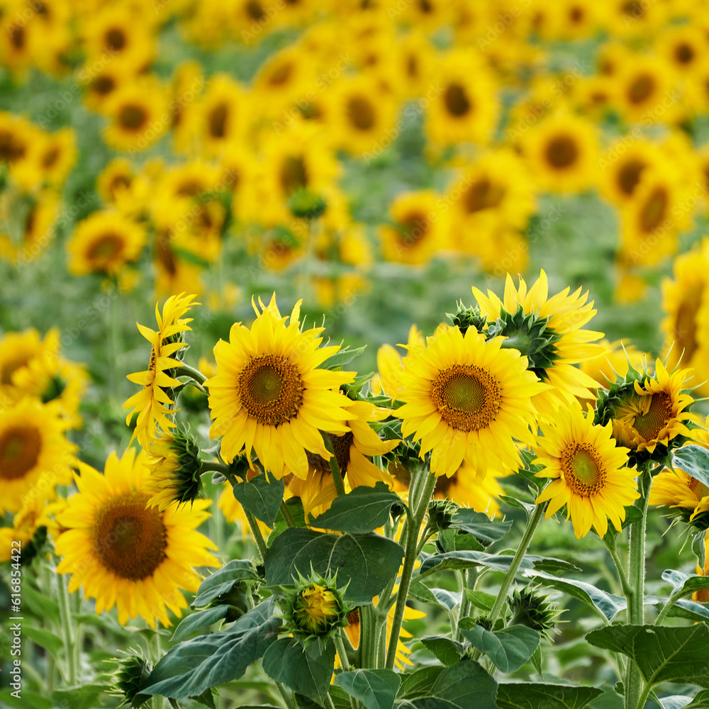 Array of Hues in the Sunflower Field under Daylight Array of Hues in the Sunflower Field under Daylight
