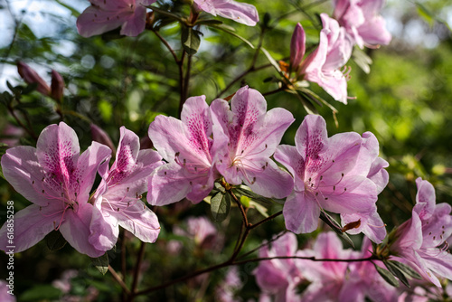 Azaleas blooming in the sunshine at the Ravine Gardens State Park
