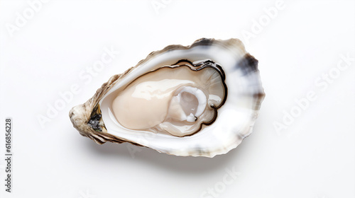 Fresh oysters on a white background 