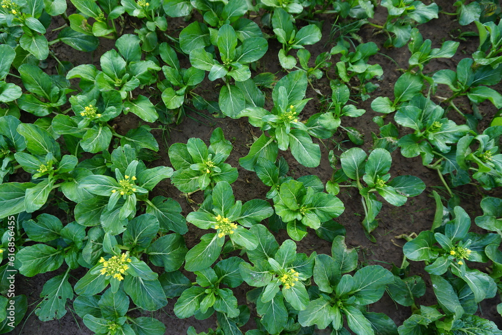 Green vegetables in agriculture farms and green salad are healthy food. Green vegetables in agriculture farms and green salad are healthy food.