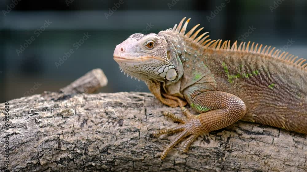 green lizard with blur background
green lizard with blur background