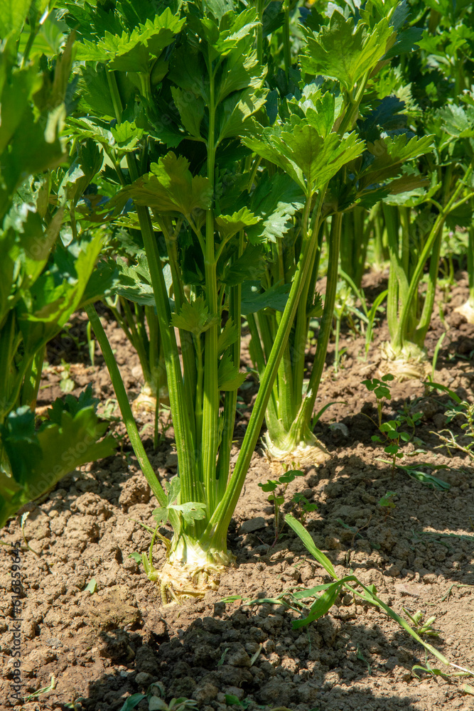 Row of Celery plant growing in the vegetable garden. Celery is a marshland plant in the family Apiaceae. Row of Celery plant growing in the vegetable garden. Celery is a marshland plant in the family Apiaceae.