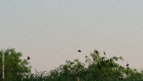 Close up shot of many bird flying in Lake Overholser photo