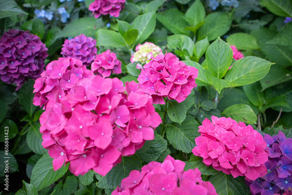 紫陽花 紫陽花