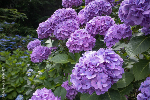 紫陽花