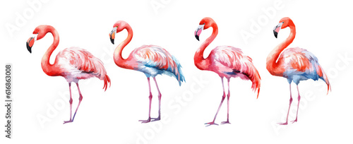Beautiful flamingo birds watercolor isolated on white background. Vector illustration