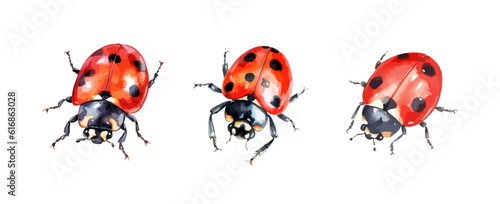 Set of ladybugs watercolor isolated on white background. Vector illustration © ABC Vector
