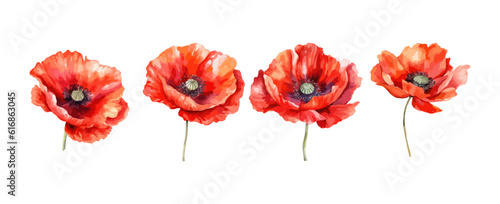 Set of red poppy flowers watercolor isolated on white background. Vector illustration