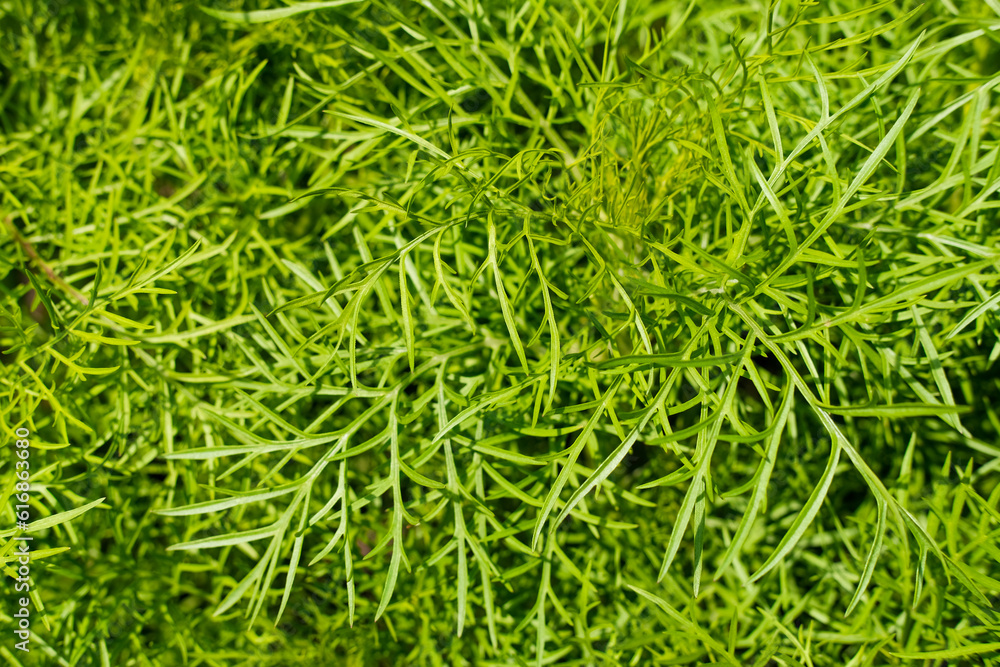 Bright green, lime fresh greens, grass. Background, texture, place for text, banner Bright green, lime fresh greens, grass. Background, texture, place for text, banner