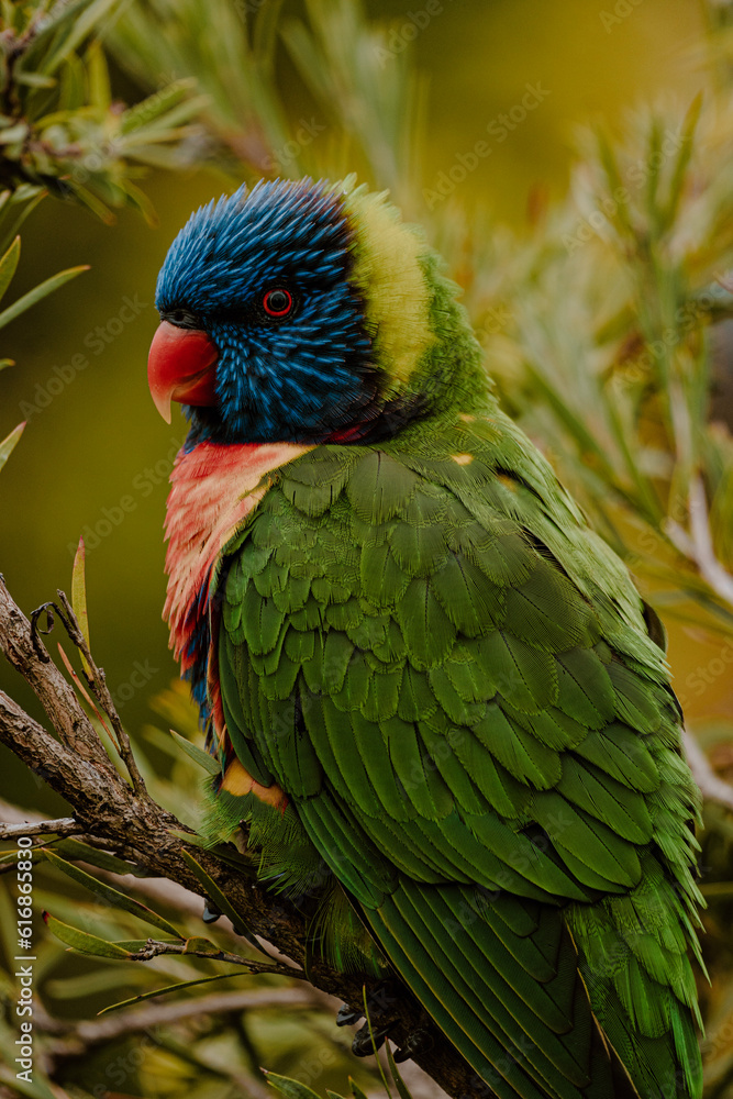 Fototapeta premium blue and yellow macaw