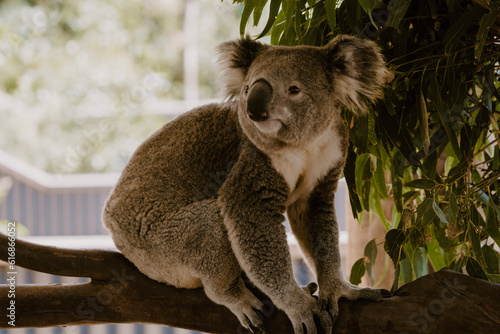 Fototapeta Naklejka Na Ścianę i Meble -  Koala in Tree