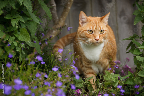 Wallpaper Mural Orange tabby cat surrounded by catnip and purple flowers