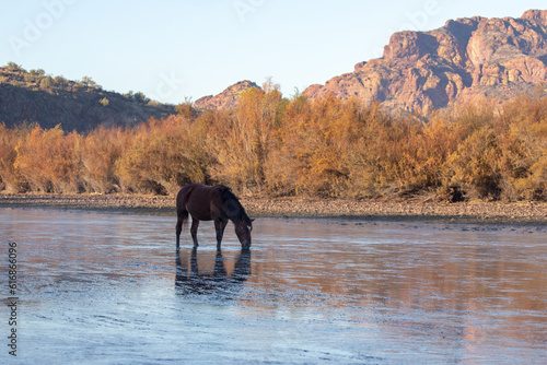 Dark bay wild horse stallion grazing on eel grass in front of Red Mountain in the Salt River Canyon near Mesa Arizona United States