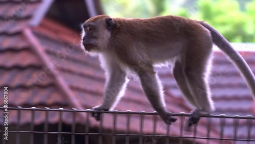 Crab-eating macaque or long tailed macaque, macaca fascicularis perched on metal fence in forest edge, wonder around its surrounding environment, quadrupedal walking across the fence on a rainy day. photo