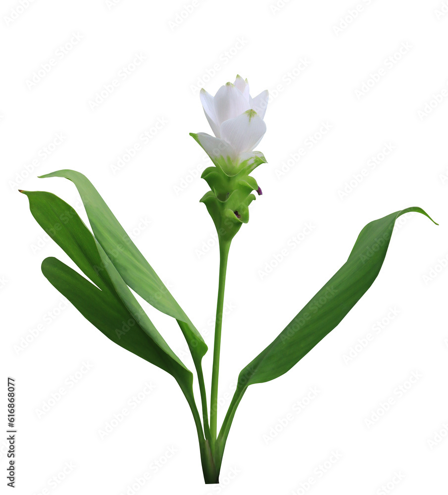 Curcuma sessilis Gage or Zingiberaceae or Siam Tulip flower. Close up white flower branch isolated on transparent background. Curcuma sessilis Gage or Zingiberaceae or Siam Tulip flower. Close up white flower branch isolated on transparent background.
