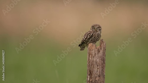 Little owl with missing eye perched on wooden pole, takes off. Thirds copy space photo