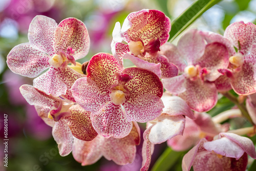 Vanda orchid flower bloom in spring decoration the beauty of nature  A rare wild orchid decorated in tropical garden