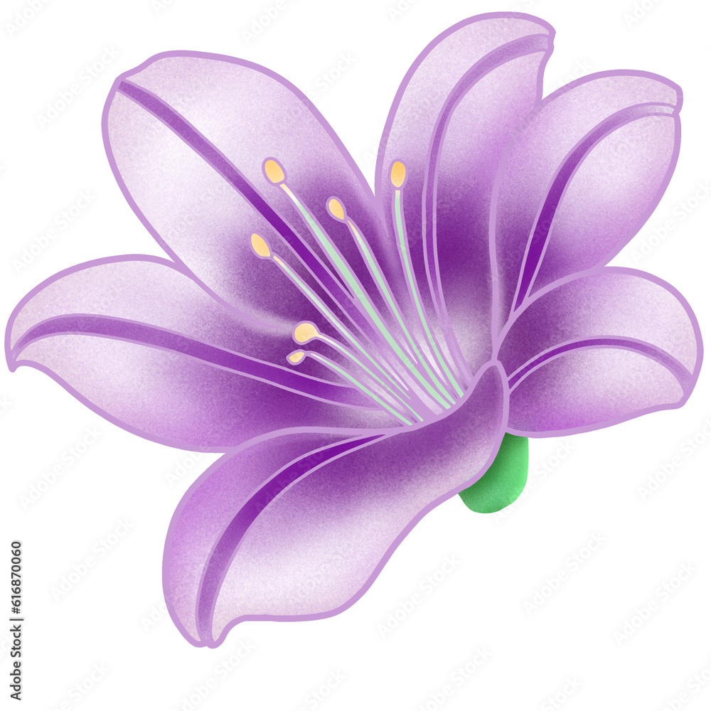 Fototapeta premium Lily flower