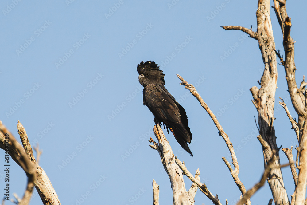 Red Tailed Black cockatoo in flight Red Tailed Black cockatoo in flight
