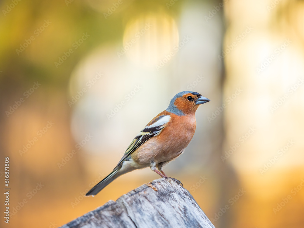Fototapeta premium Common chaffinch, Fringilla coelebs, sits on a tree. Common chaffinch in wildlife.